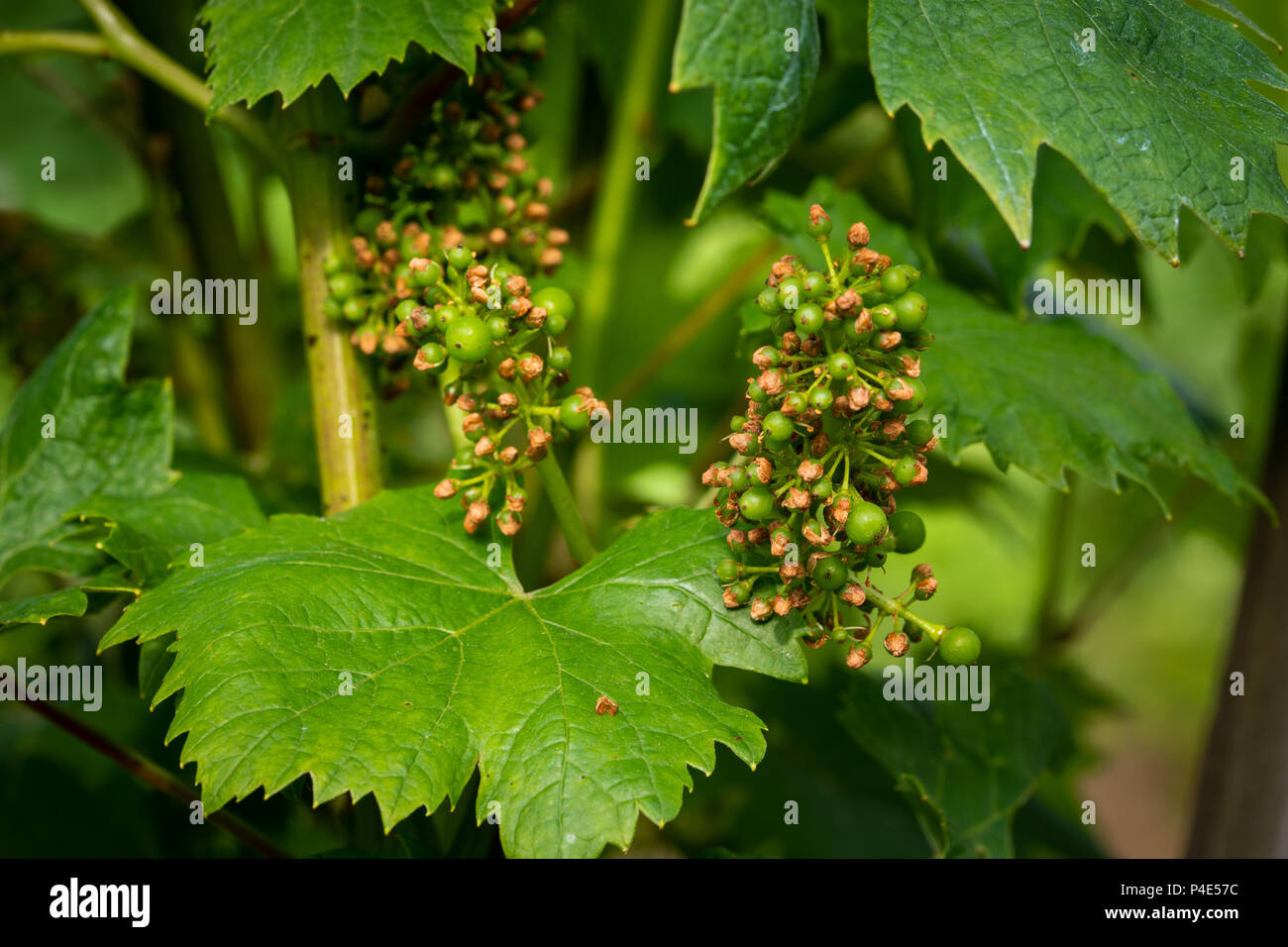 Disease spreading on grape in vineyard, close up, grape vine protection