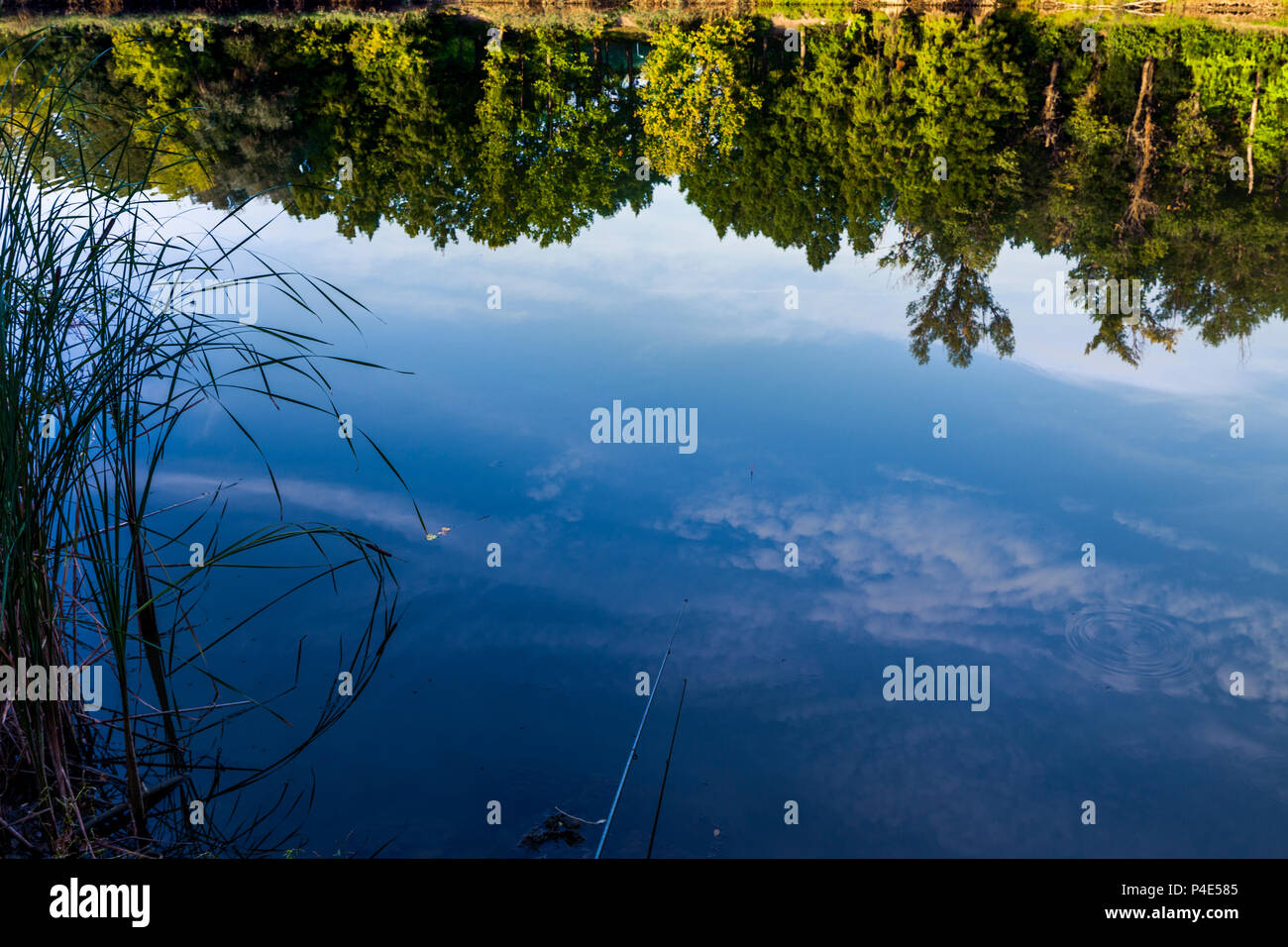 Trees and Blue sky are reflecting in forest lake Stock Photo - Alamy