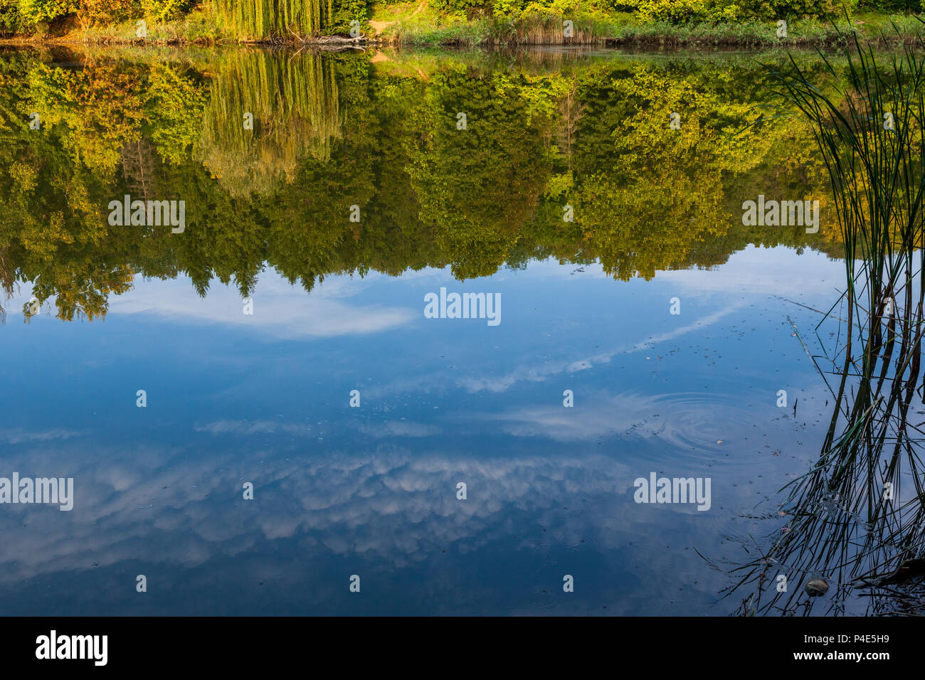 Trees and Blue sky are reflecting in forest lake Stock Photo - Alamy