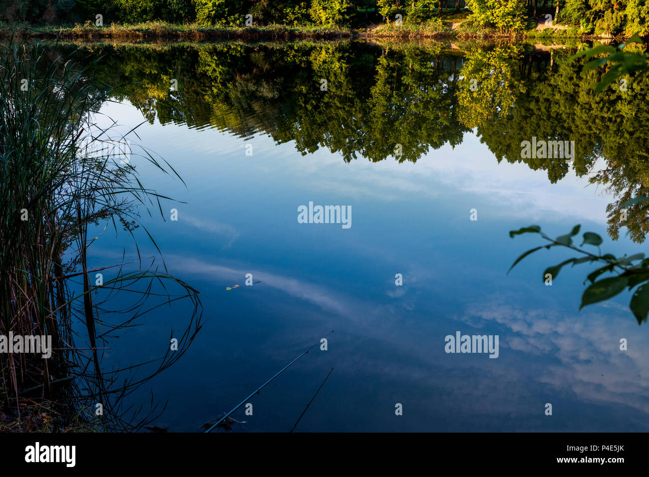 Forest lake view. Natural landscape silhouette of trees Stock Photo - Alamy