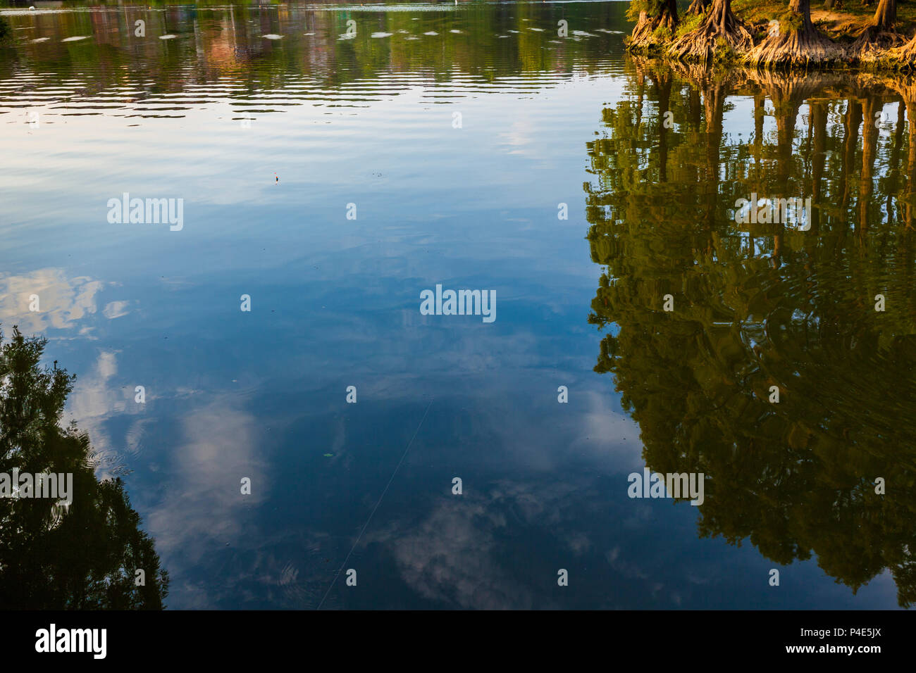 Trees and Blue sky are reflecting in forest lake. Beautiful Lanscape ...