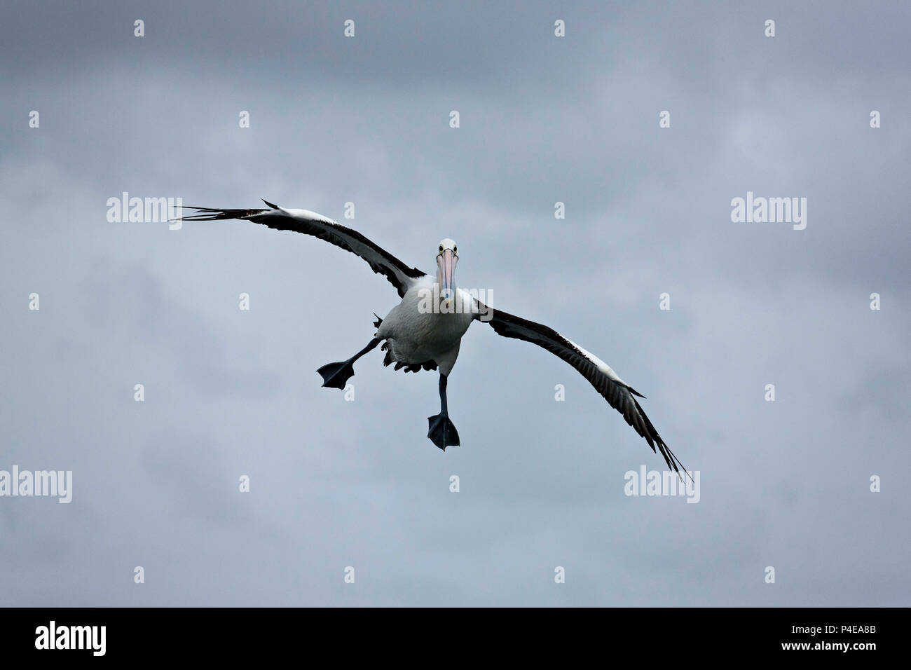 Australian Pink Pelican in flight ( Pelecanus conspicillatus ), Albany Western Australia Stock Photo