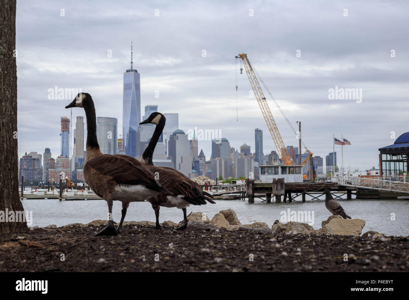 two-geese-look-over-the-water-to-the-new-york-city-skyline-P4EBYT.jpg