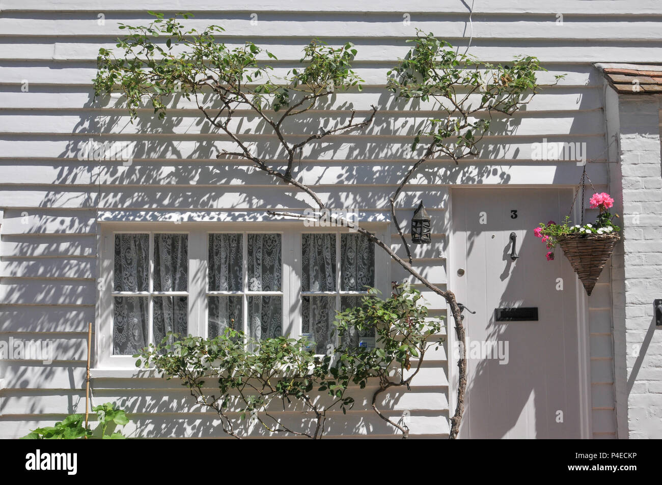 A green and brown vine grows on the exterior of a country cottage in Hartfield, Kent, UK. Stock Photo