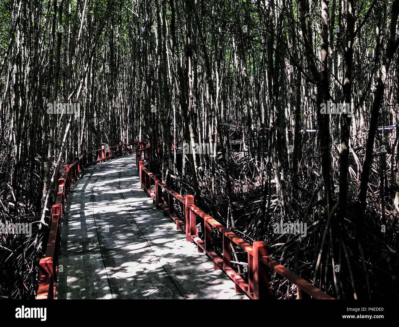 Red wooden bridge walking through the mangrove forest. Stock Photo