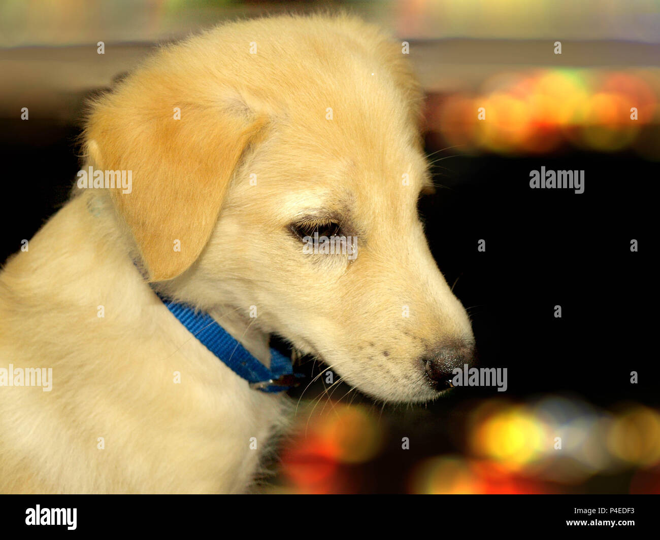 sweet doggy