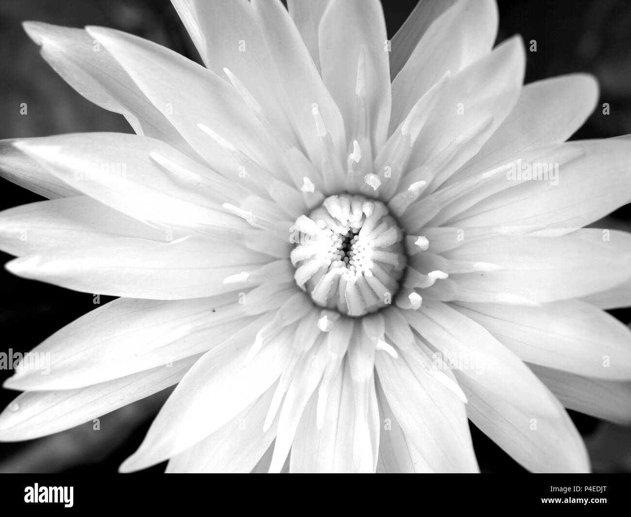 Closeup white Lotus Flower or Nymphaea water lily in black and white patterns. Stock Photo