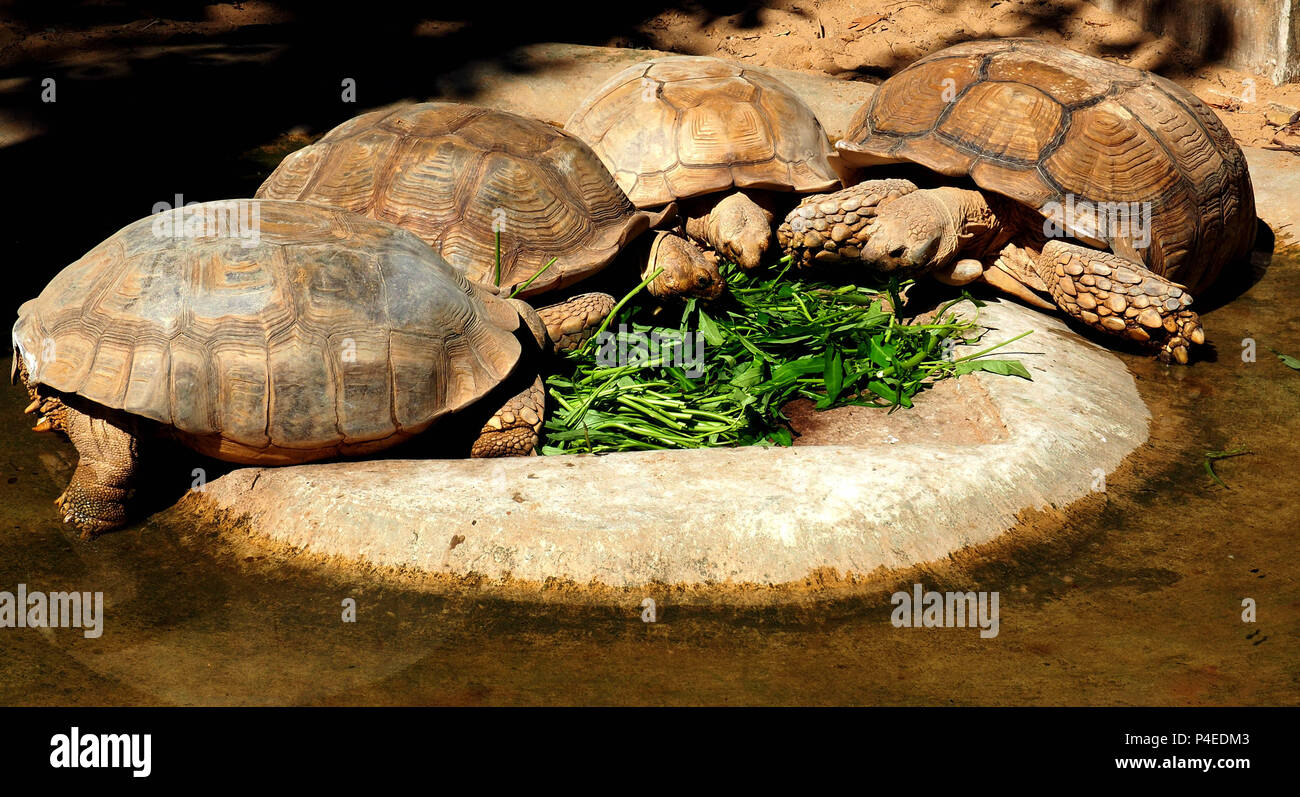 Four Big Turtles Are Eating The Vegetables Stock Photo Alamy