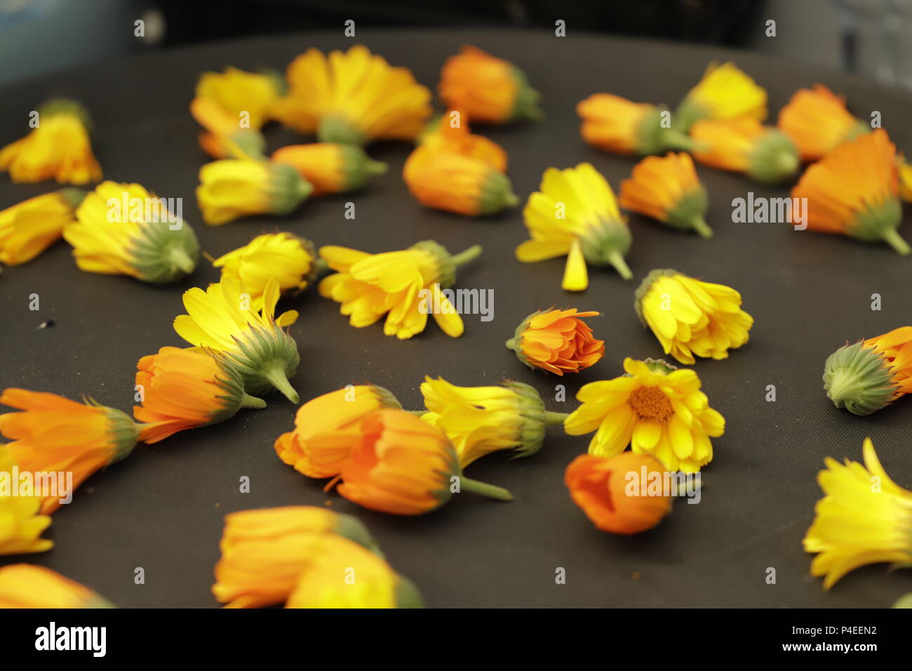 Marigold or Calendula flowers spread on a table Stock Photo Alamy