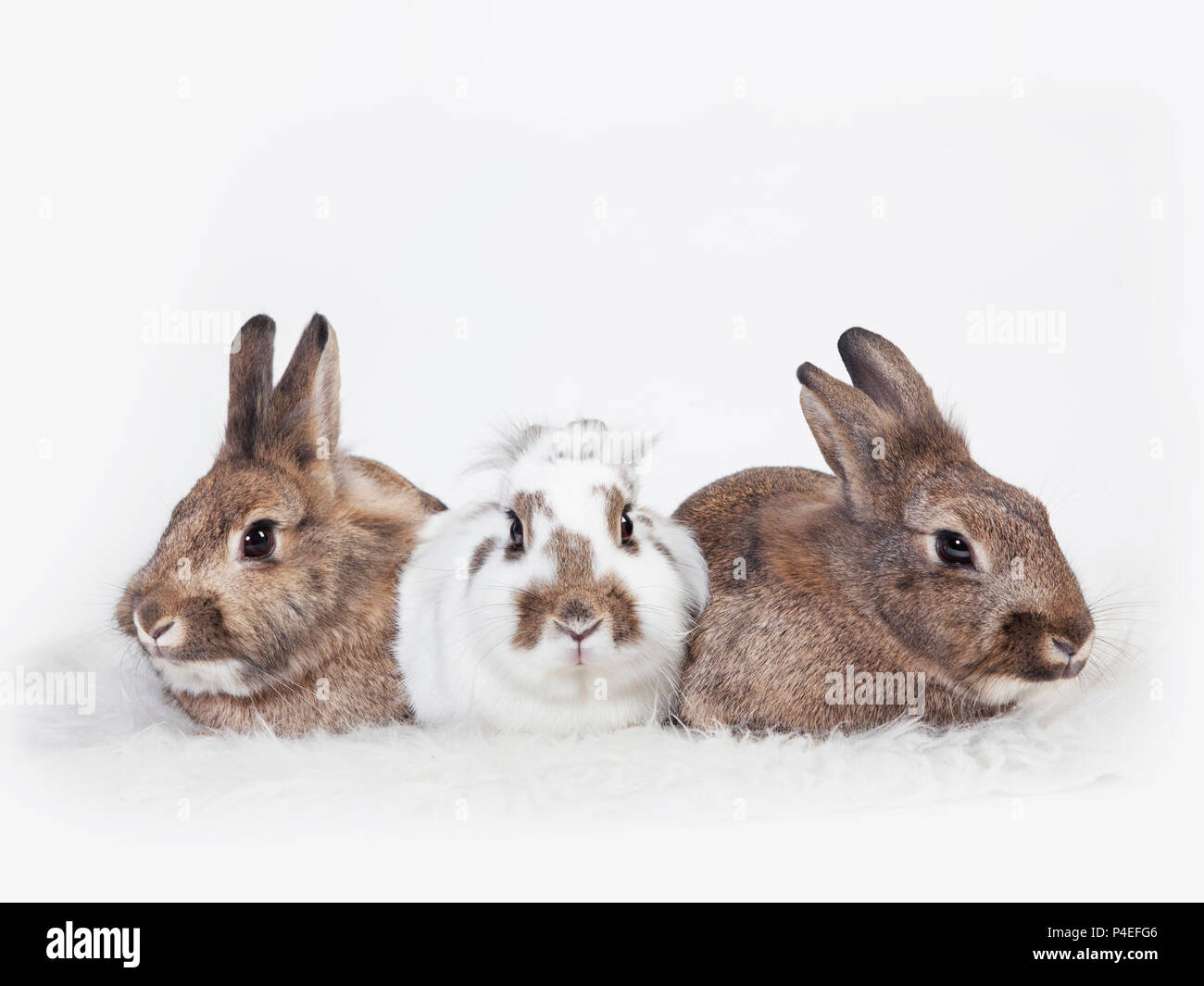 three rabbits in close-up, isolated on white background Stock Photo - Alamy