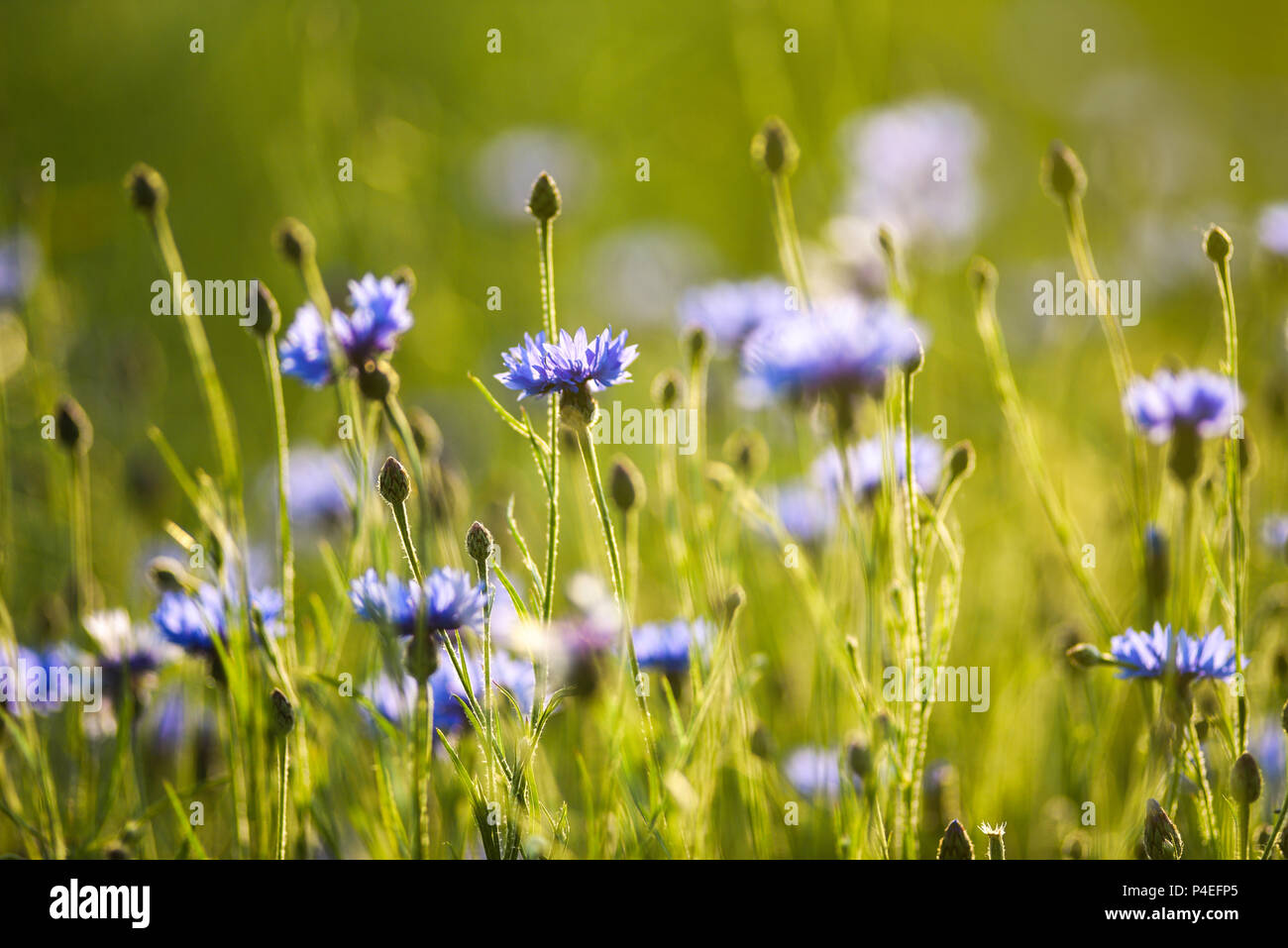 Cornflower Meadow Garden High Resolution Stock Photography and Images
