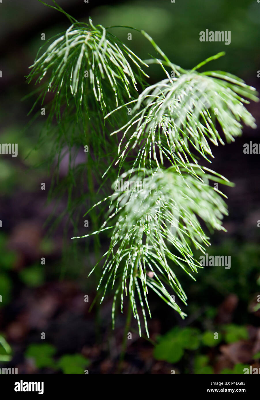 Equisetum pratense, commonly known as meadow horsetail, shade horsetail or shady horsetail in closeup Stock Photo