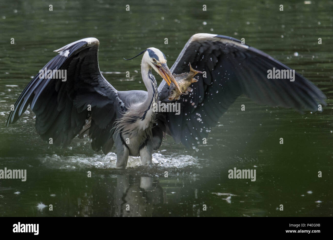 Grey Heron Hunting Stock Photo