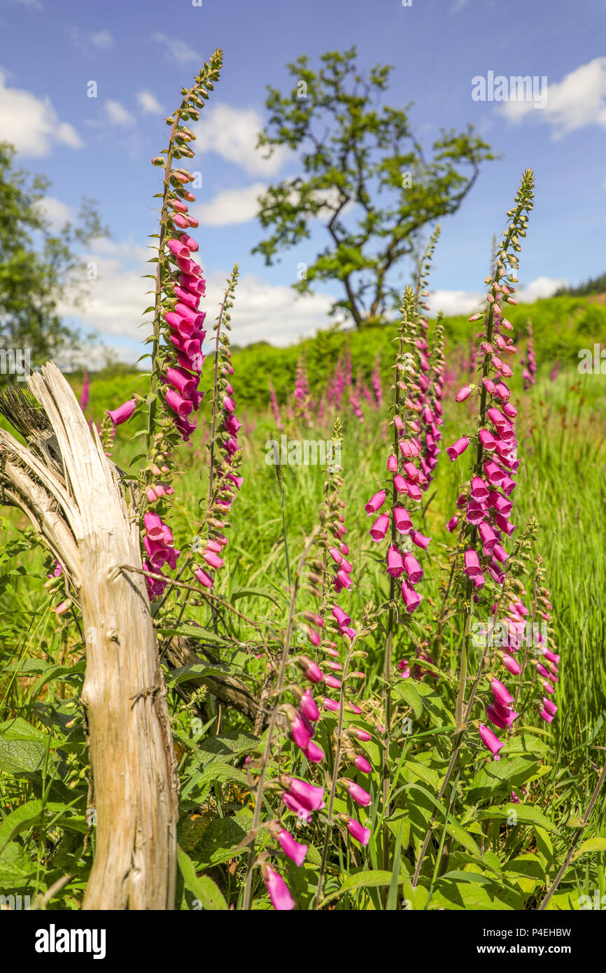 Fox Glove, Digitalis Purpurea, flowers in bloom, Brecon Beacons National Park, Wales. Stock Photo
