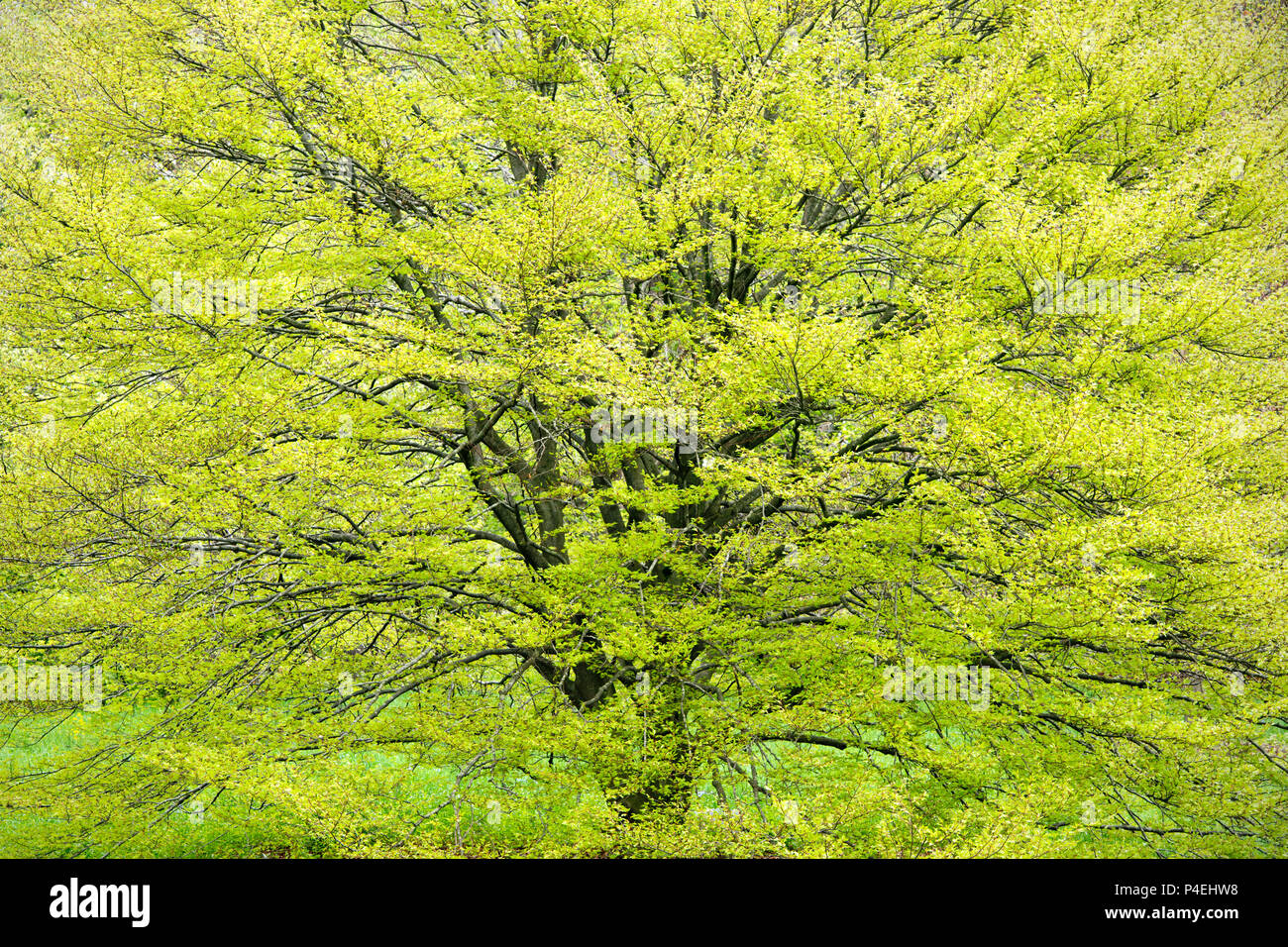 A beech tree explodes in new spring green foliage at The Morton Arboretum in Lisle, Illinois. Stock Photo