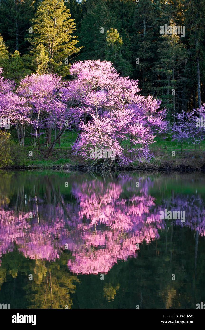 The pastel colors of the spring season are reflected in the calm ...