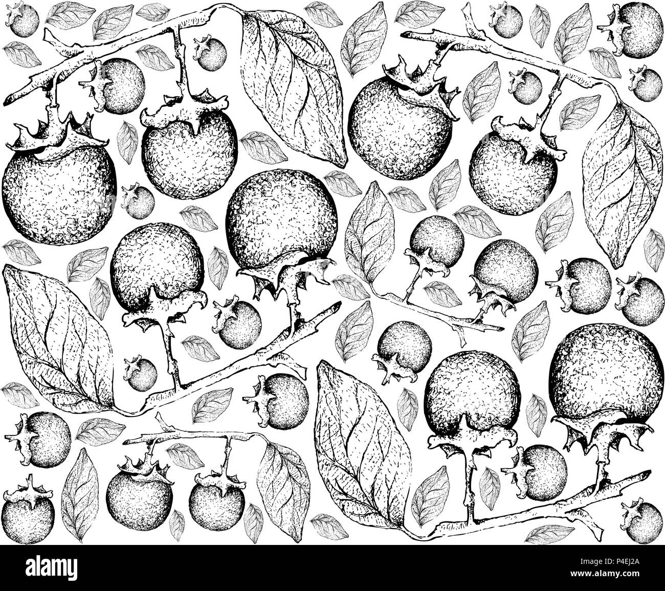 Tropical Fruit, Illustration Wallpaper of Hand Drawn Sketch of Ripe and Sweet Ebony or Diospyros Rhodocalyx Fruits Isolated on White Background. Stock Vector