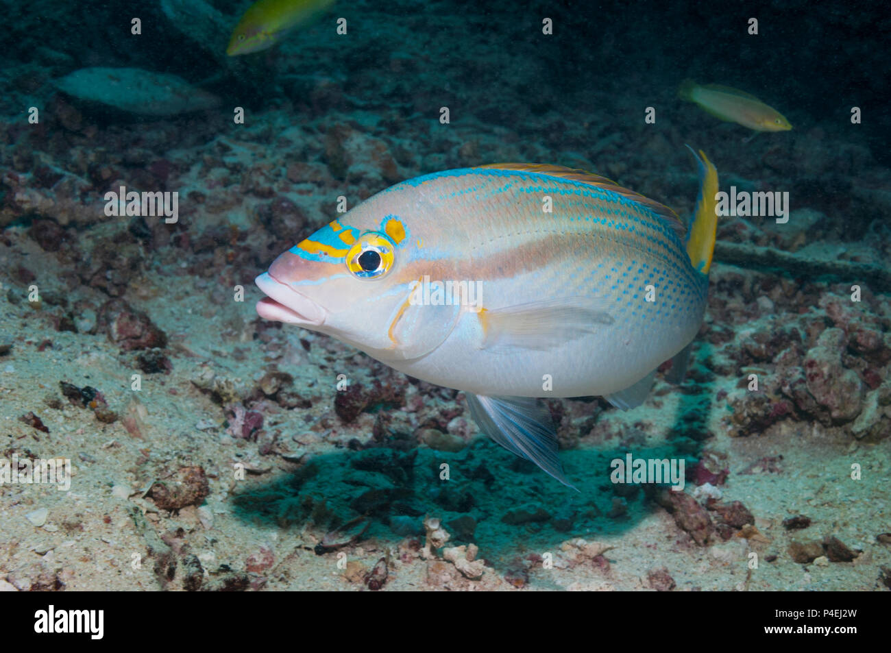 Roasted or roasted sea bream tropical fish hi-res stock photography and ...