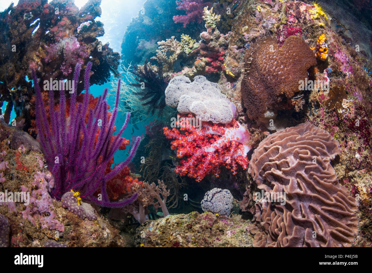 Coral reef scenery with soft corals and a gorgonian.  West Papua, Indonesia. Stock Photo