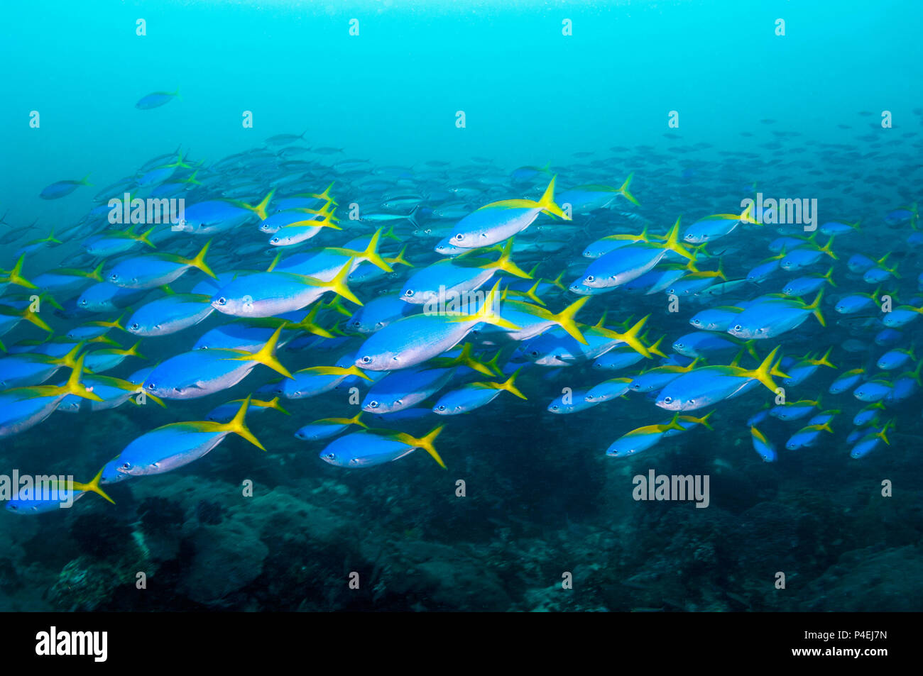 Yellow-back fusiliers [Cesia teres] school over coral reef.  West Papua, Indonesia. Stock Photo