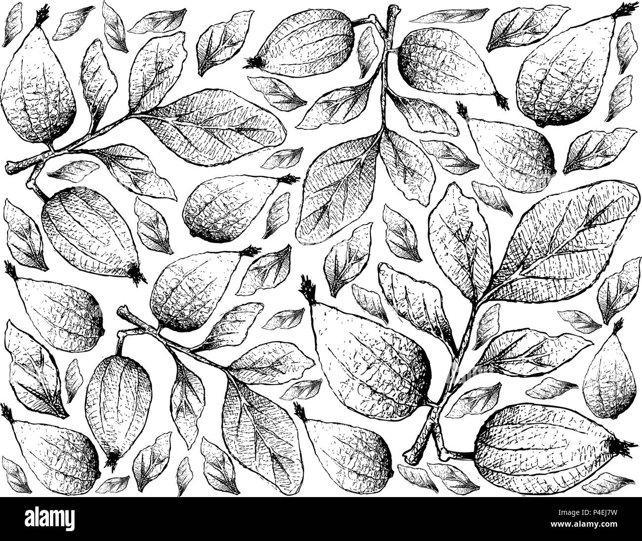 Tropical Fruit, Illustration Wallpaper of Hand Drawn Sketch Gardenia Erubescens Fruits Isolated on White Background. Stock Vector