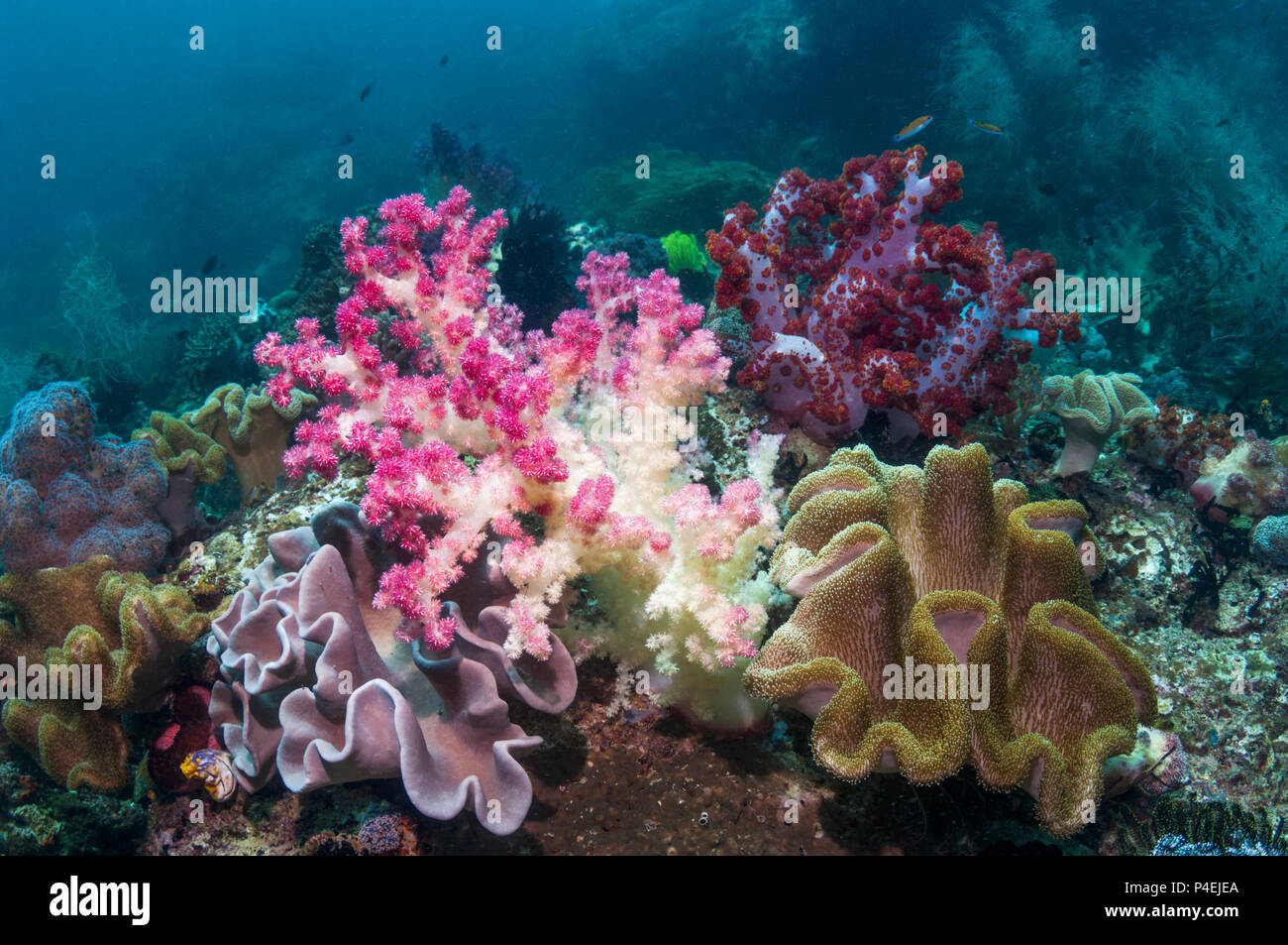 Coral Reef Scenery With Soft Corals [Dendronephthya Sp.]. West Papua ...