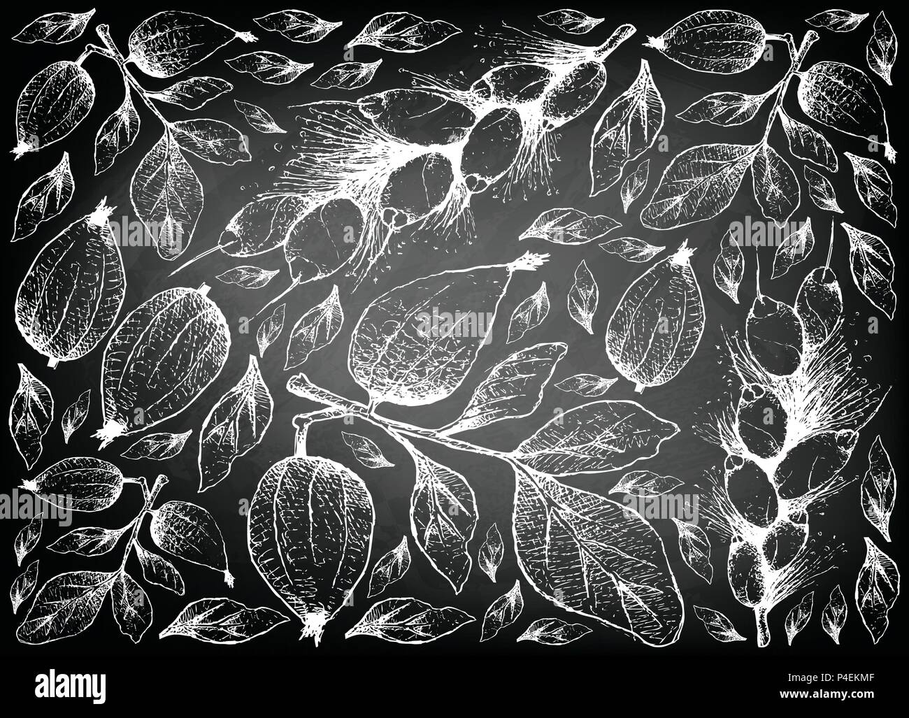 Tropical Fruit, Illustration Wallpaper Background of Hand Drawn Sketch Gardenia Erubescens and Barringtonia Edulis Fruits on Black Chalkboard. Stock Vector