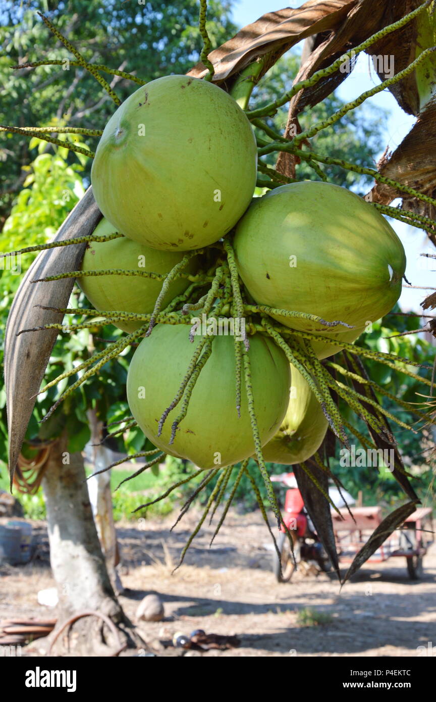 Harvesting Coconut High Resolution Stock Photography and Images Alamy