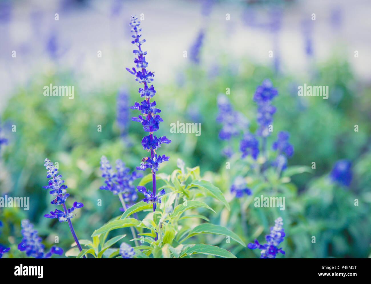 Beautiful purple flowers close up Stock Photo - Alamy