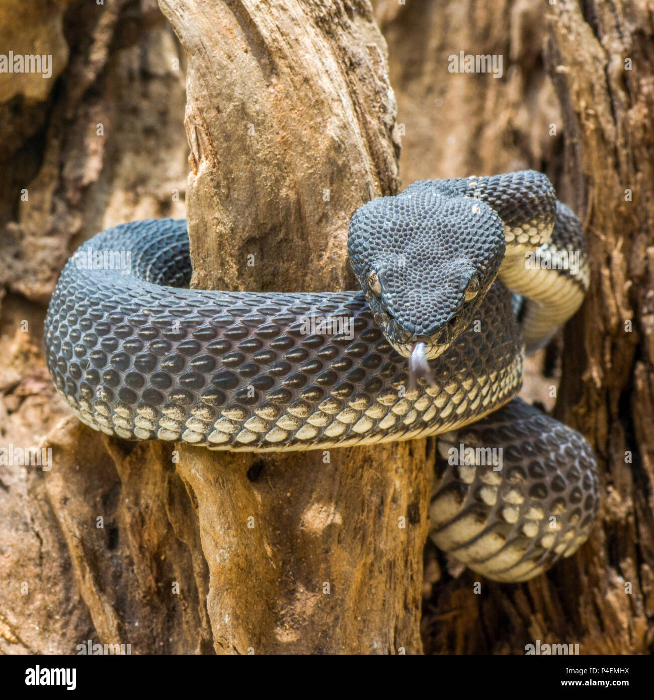 Black snake coiled around a tree, Indonesia Stock Photo