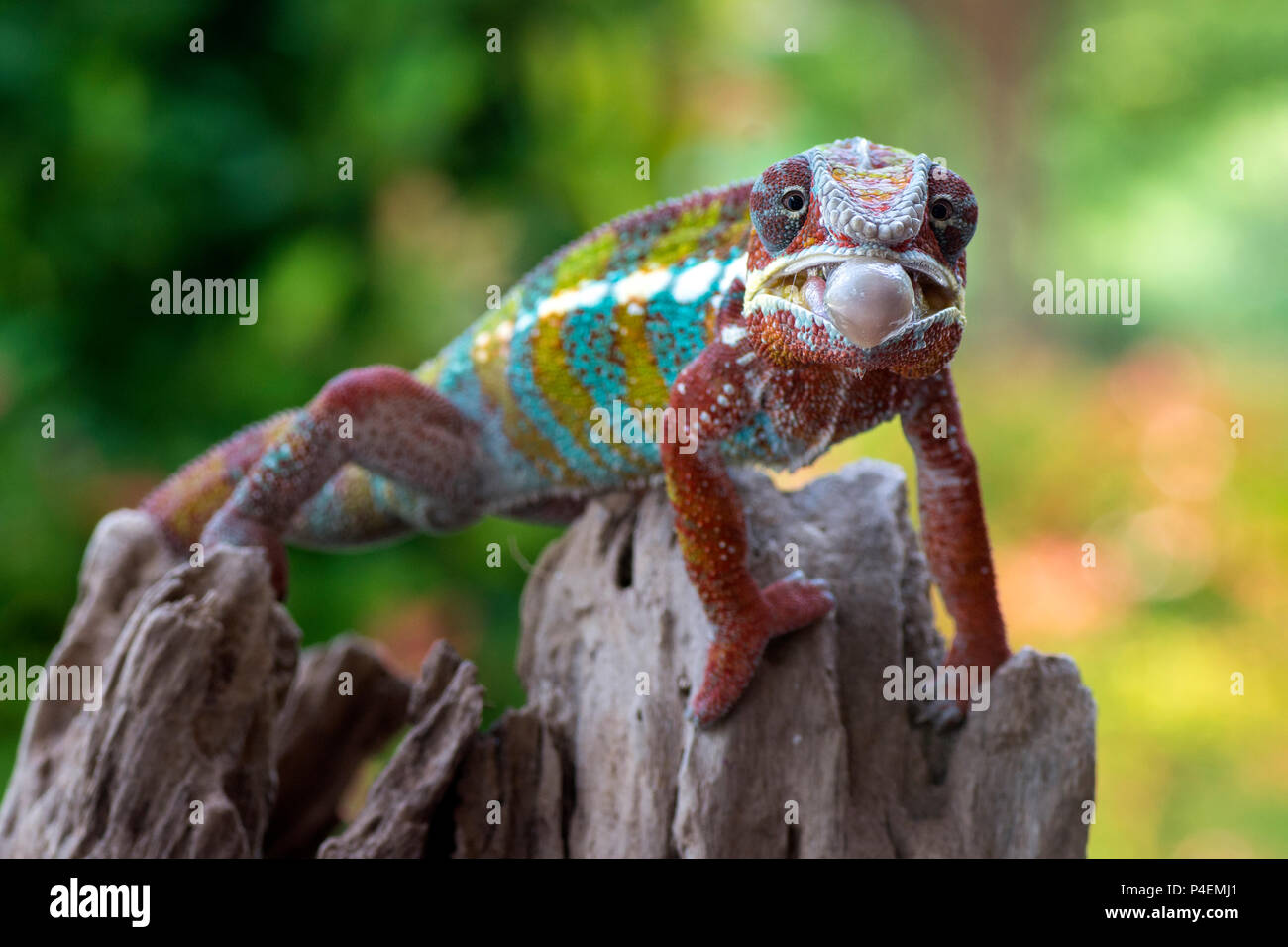 Chameleon about to stick out tongue, Indonesia Stock Photo