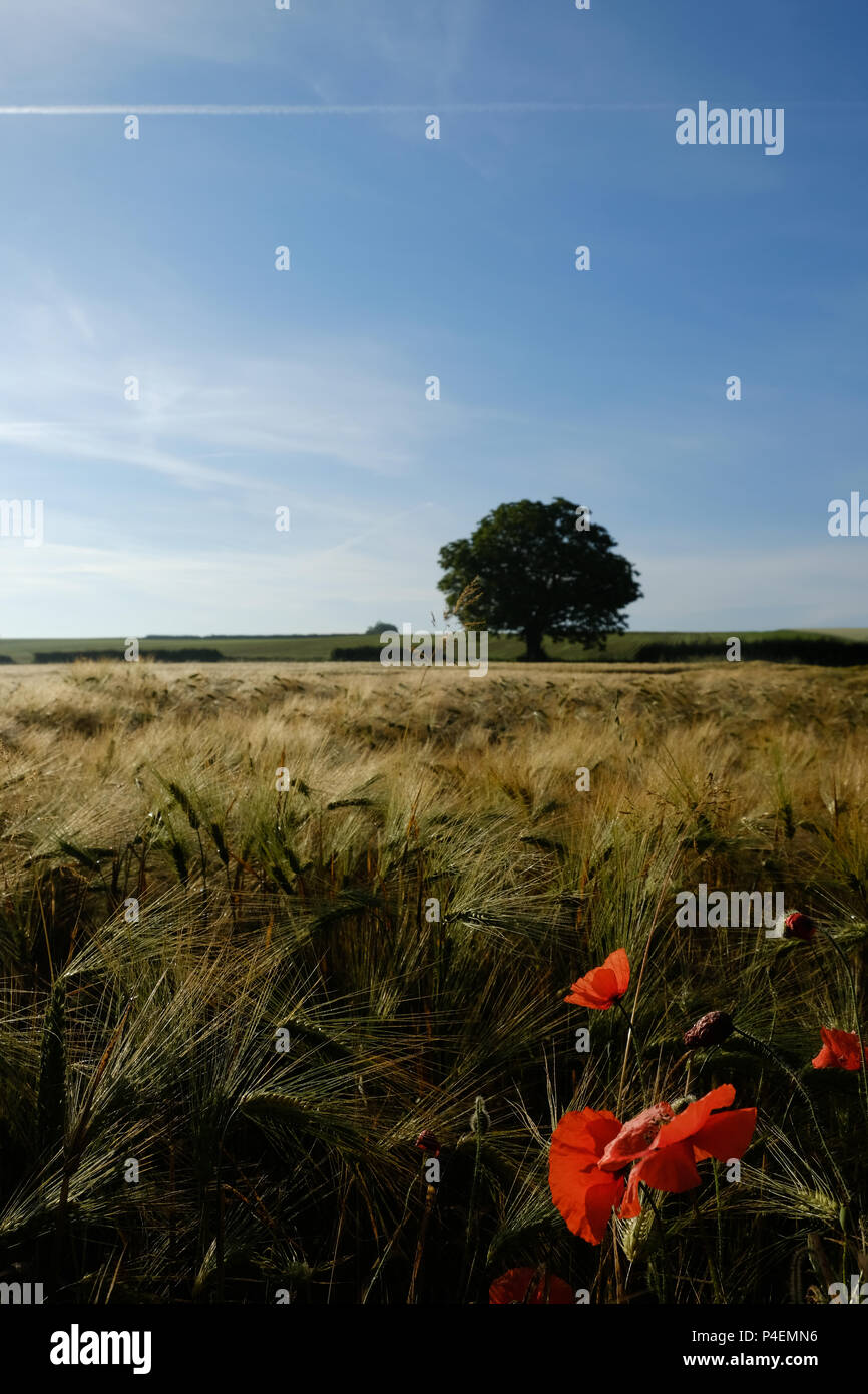 Poppies in a barley field, Niort, Nouvelle-Aquitaine, France Stock Photo