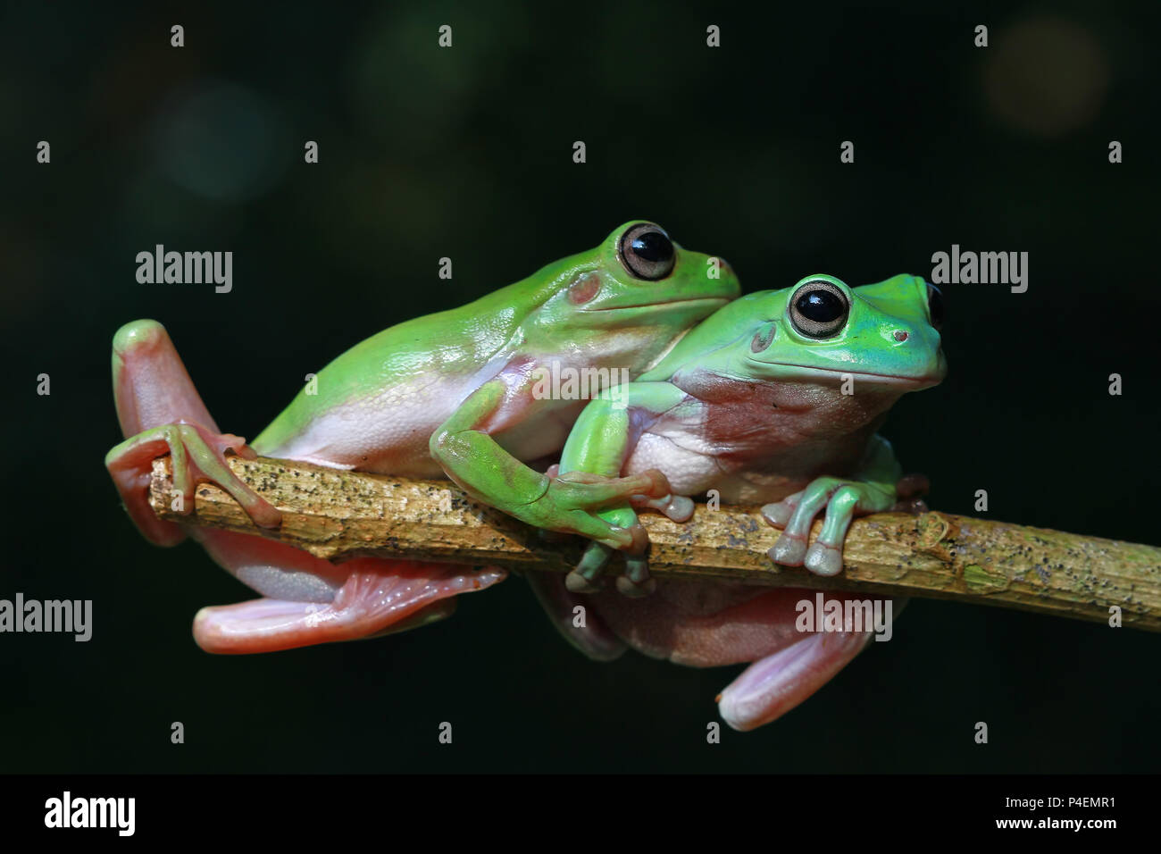Two Dumpy tree frogs on a branch Stock Photo