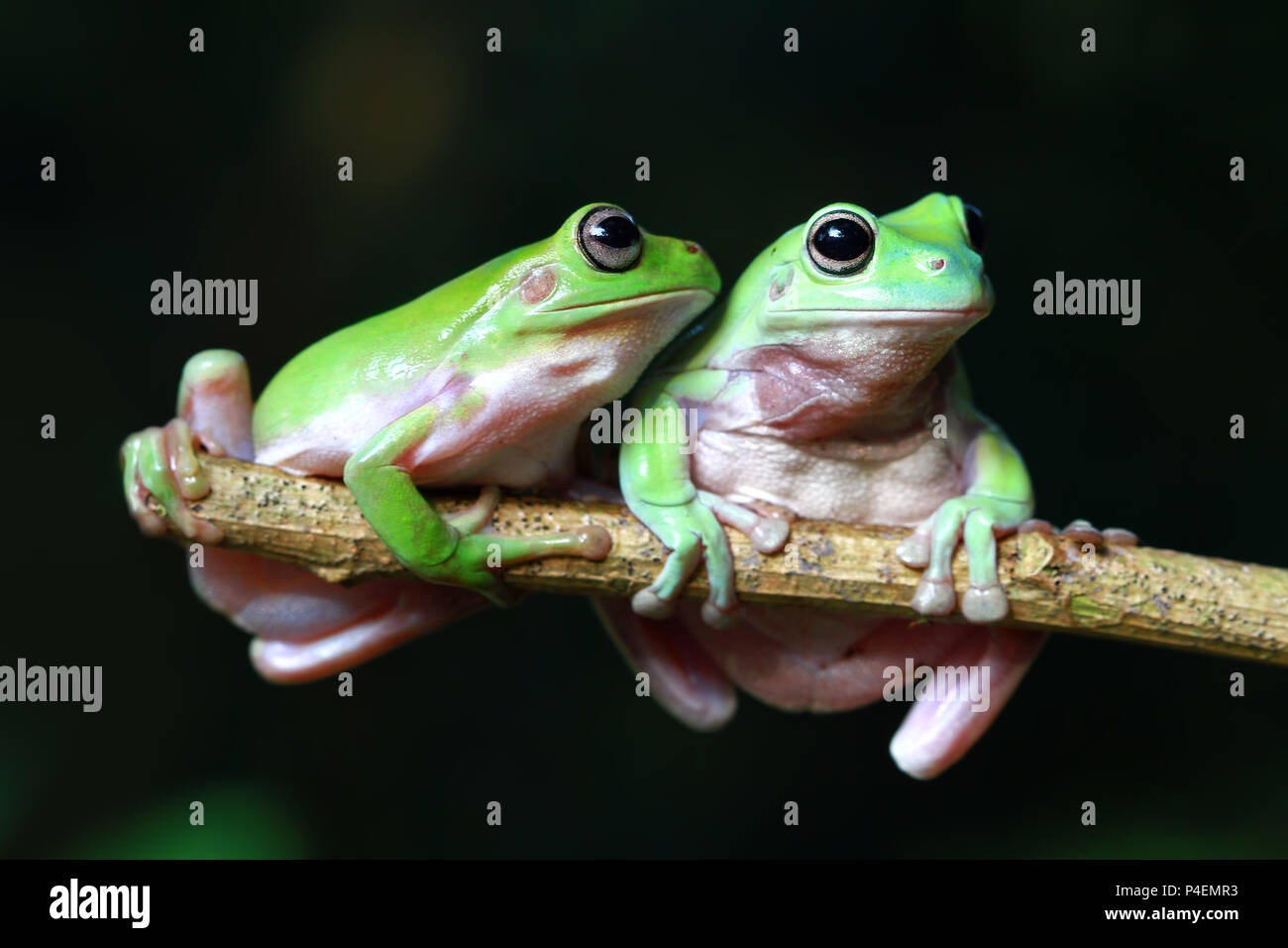Two Dumpy tree frogs on a branch Stock Photo