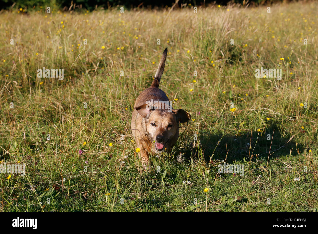 Small dog running through field of tall grass Stock Photo Alamy