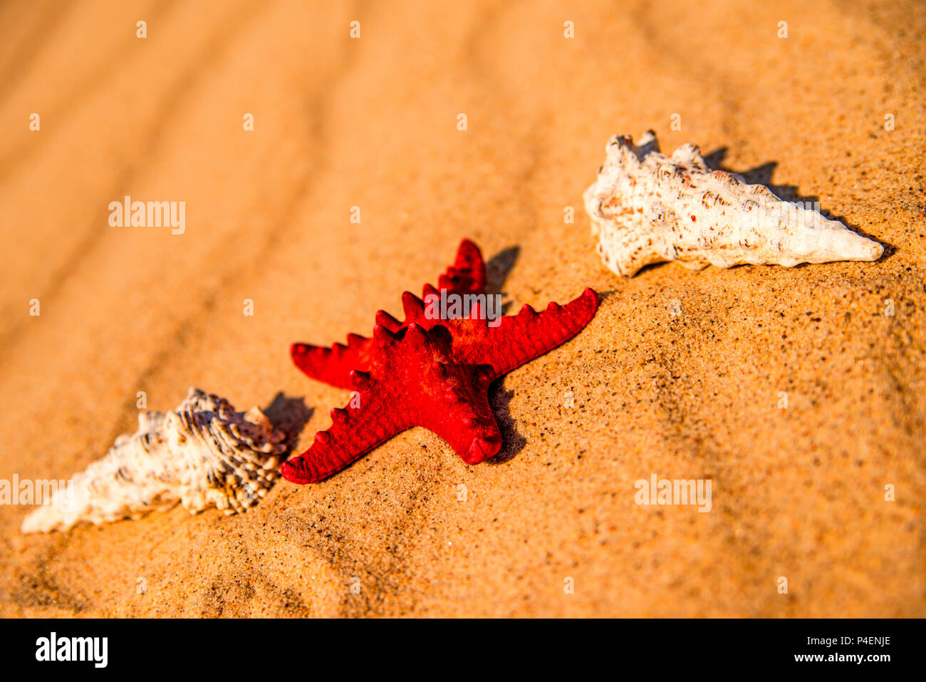 Sea star on a sandy beach Stock Photo
