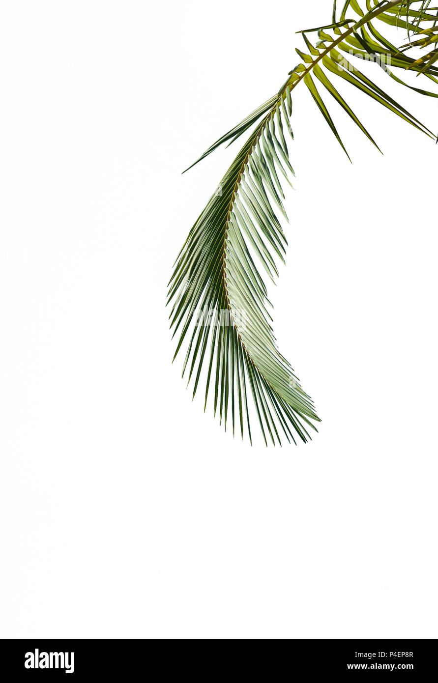 Leaves of palm tree isolated on white background Stock Photo - Alamy
