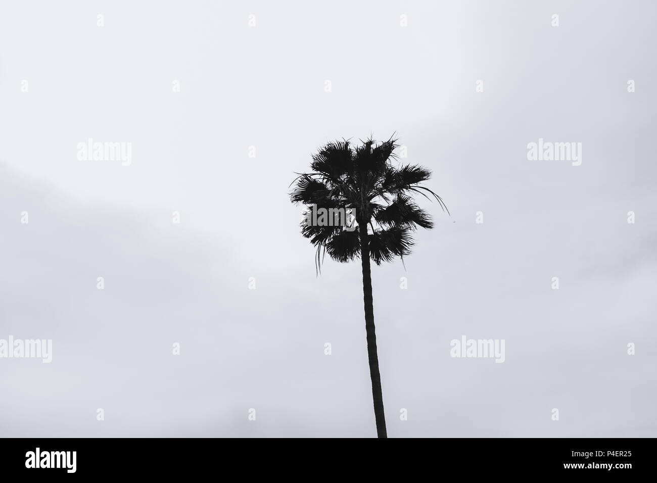 Beautiful Palm trees on the cloudy sky in summer Manhattan Beach Pier