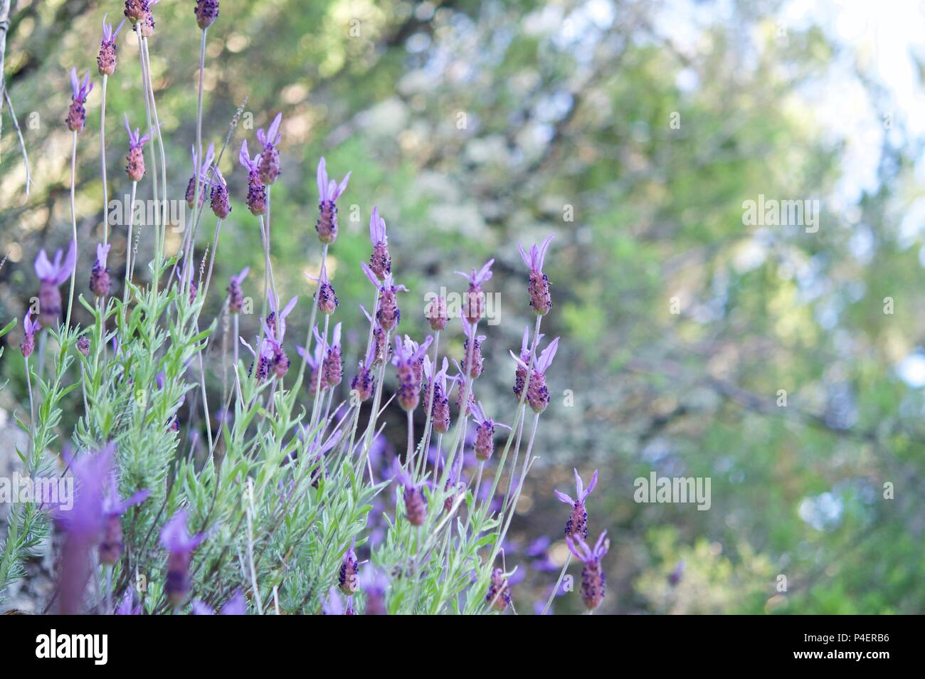 Lavender flowers in spring Lavandula stoechas Stock Photo