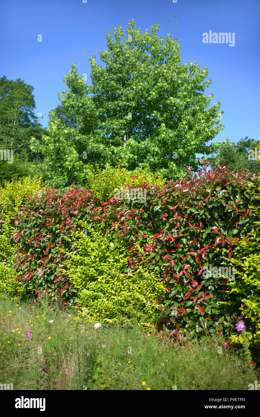 Multi-Coloured domestic hedge around a private property in Roézé-sur-Sarthe, Pays-de-la-Loire in north-western France. Stock Photo