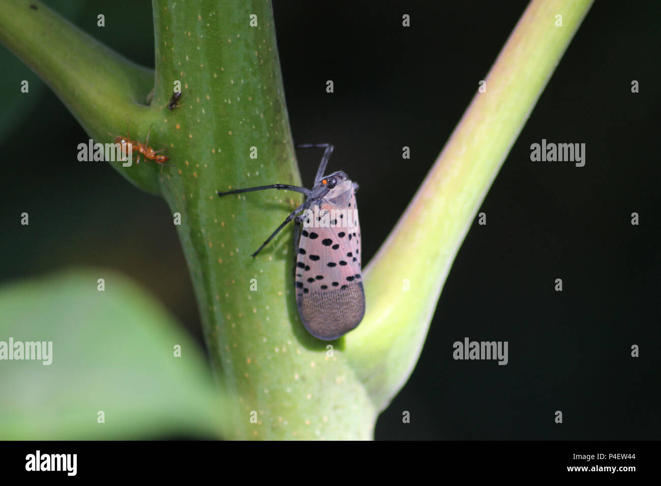 Montgomery county PA: An adult Spotted Lanternfly (Lycorma delicatula), on a Tree of Heaven (Ailanthus altissima) sapling. Stock Photo