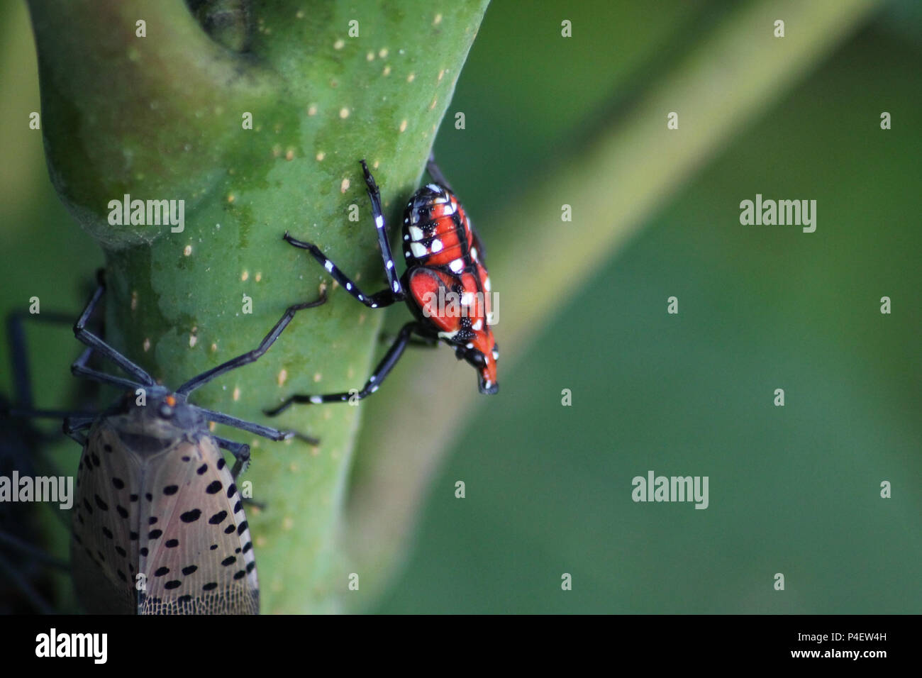 Montgomery county  PA: Spotted Lanternfly (Lycorma delicatula) in a nymphal stage on a Tree of Heaven (Ailanthus altissima) sapling with an adult. Stock Photo