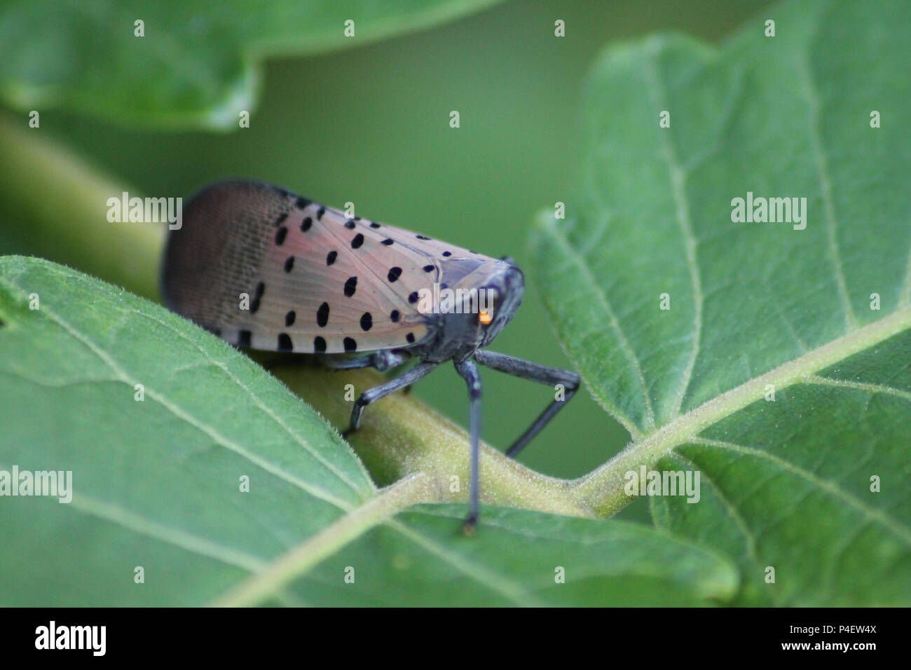Montgomery county PA: Spotted Lanternfly (Lycorma delicatula) on a Tree of Heaven (Ailanthus altissima) sapling. Stock Photo