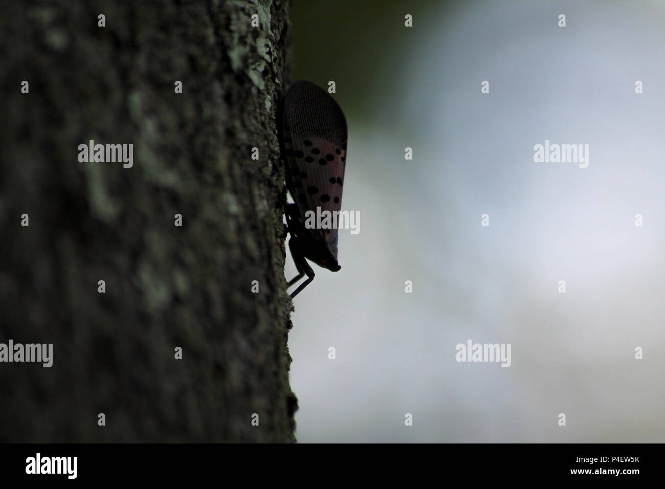 PA:The Spotted Lanternfly (Lycorma delicatula), an invasive planthopper, on the trunk of a mature tree The Tree of Heaven (Ailanthus altissima). Stock Photo