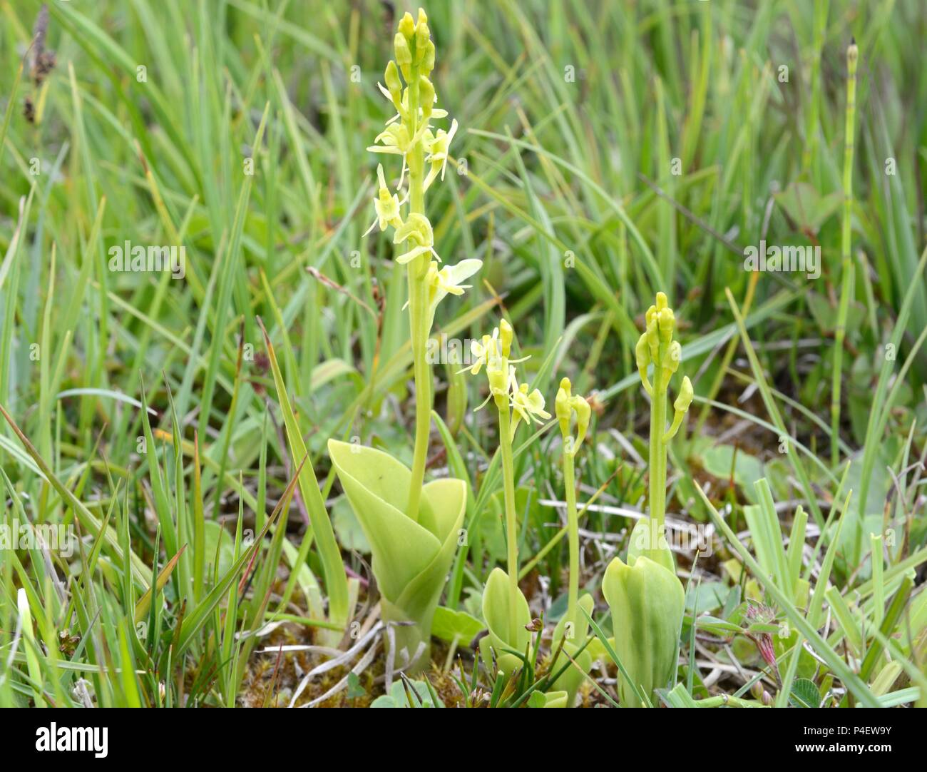 Fen orchids Liparis loeselii Kenfig Natural Nature Reserve Bridgend Wales Cymru UK Stock Photo