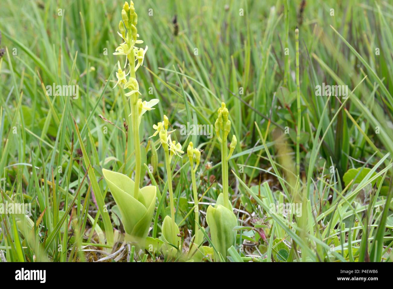 Fen orchids Liparis loeselii Kenfig Natural Nature Reserve Bridgend Wales Cymru UK Stock Photo