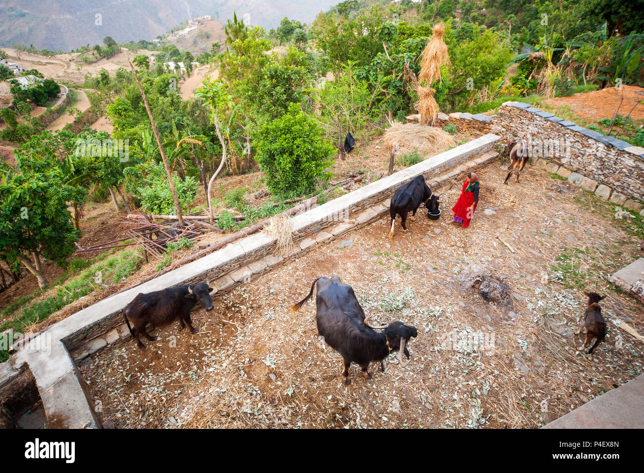 Indian woman with his buffaloes at Dalkanya village on the Nandhour Valley, Kumaon Hills, Uttarakhand, India Stock Photo