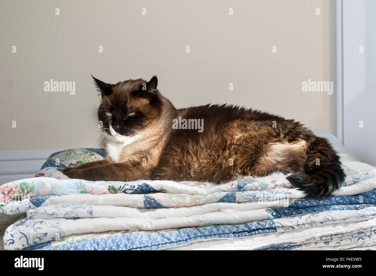 Cat laying on quilts hires stock photography and images Alamy