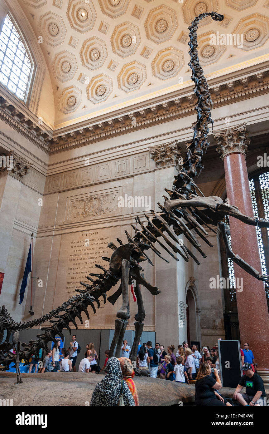 New York City, USA - June 6, 2010: People at the Theodore Roorevelt Rotunda in the American Museum of Natural History, looking at the Barosaurus skele Stock Photo