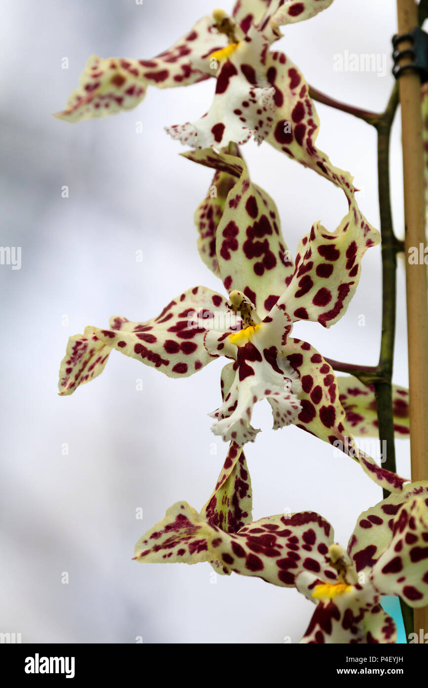 White flowers mottled with crimson of the tender hybrid orchid x Brassidium Rippon Tor Burnham Stock Photo